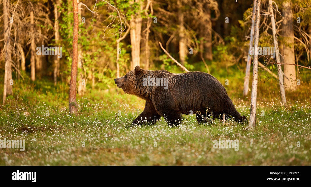 Wilde Braunbären zu Fuß im Grünen finnische Taiga in der Morgendämmerung Stockfoto