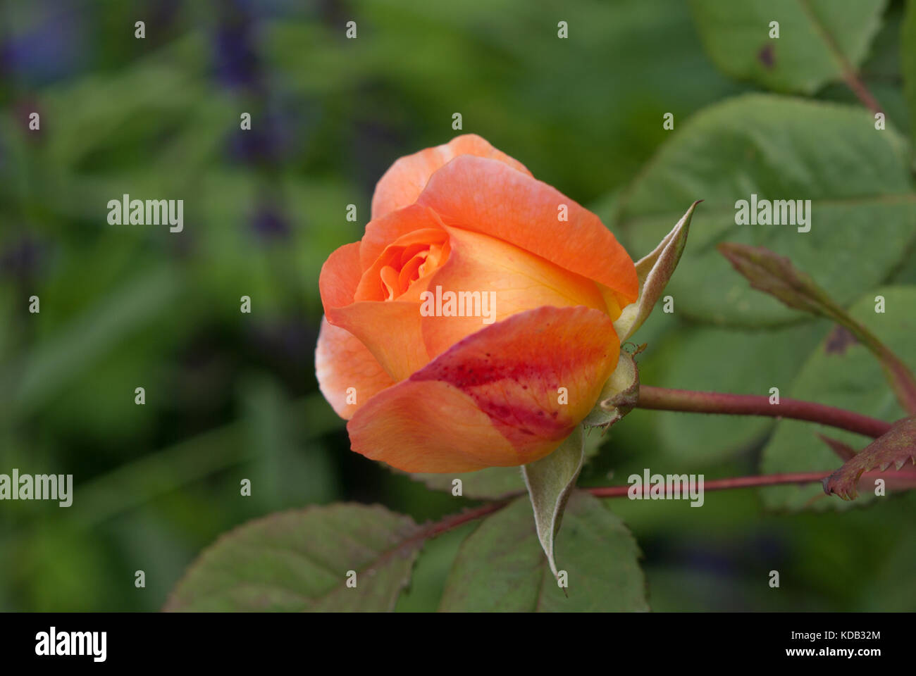 Rose Lady Emma Hamilton Stockfoto