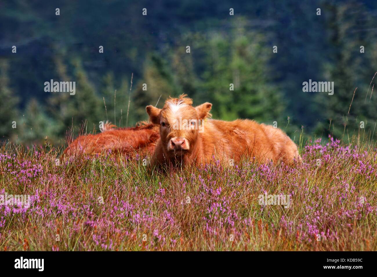 Highland Cattle in Schottland, Highlands Stockfoto