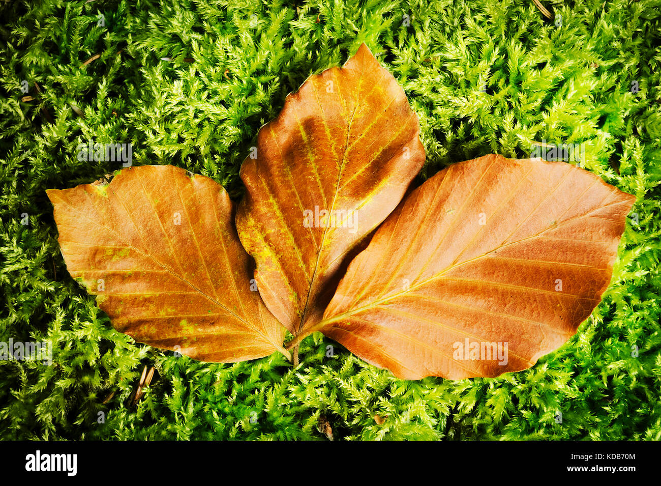 Buchenblätter im Herbst Farben auf natürlichem Grün bemoosten Hintergrund. Blick von oben auf die drei getrockneten fagion sylvaticae braune Blätter liegen auf Moss. Stockfoto