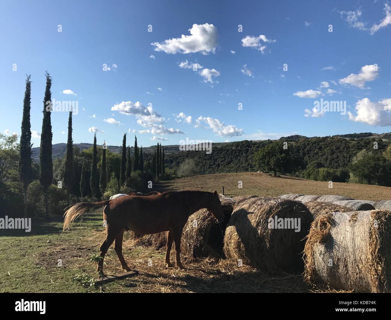 Typische Country Road in der Toskana, Italien, mit Zypressen entlang der Felder und kostenlose Pferde Fütterung in den Liegestühlen Stockfoto