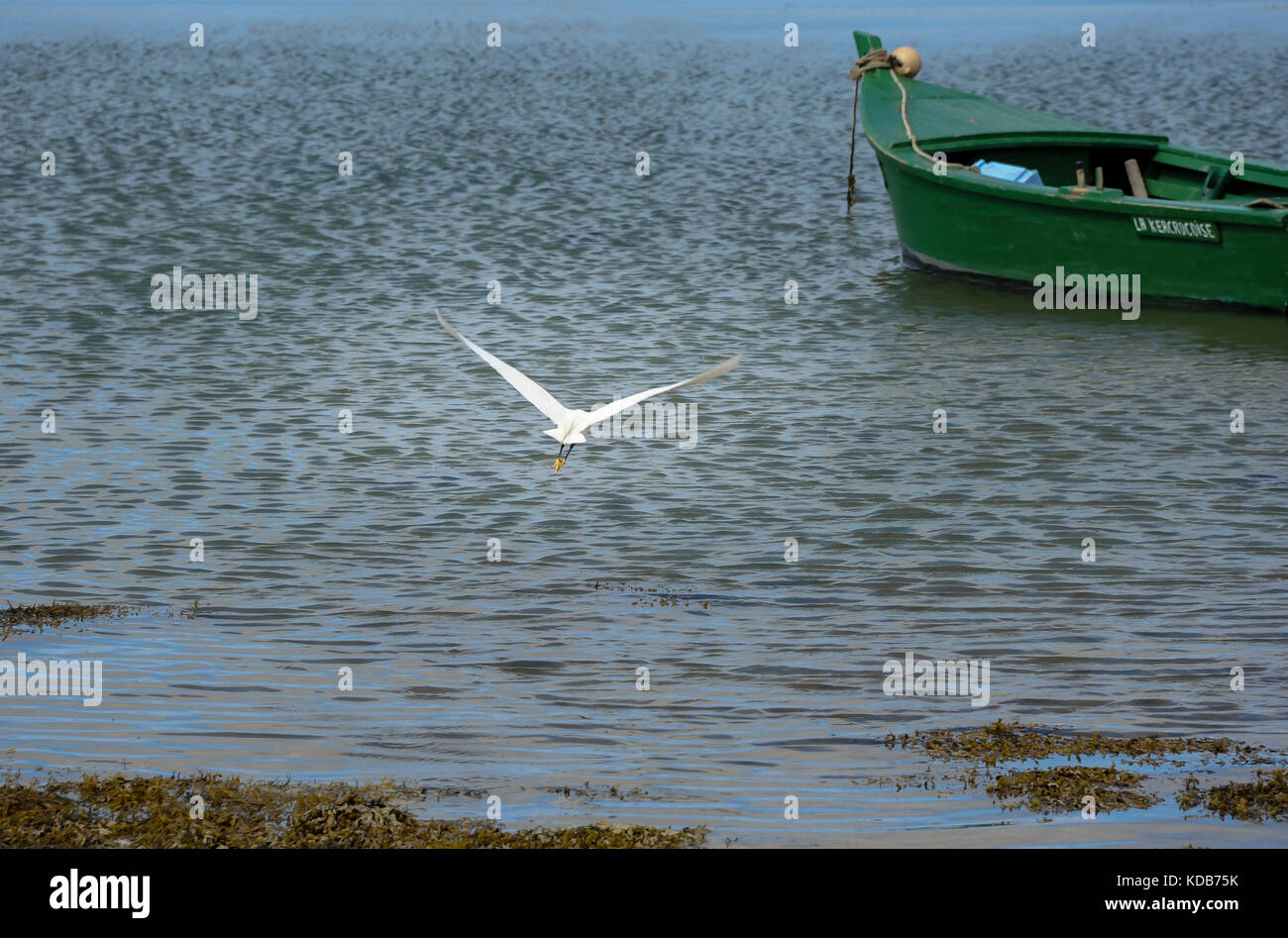 Ein kleiner Reiher weg fliegen über dem Wasser mit einem grünen Boot im Hintergrund Stockfoto