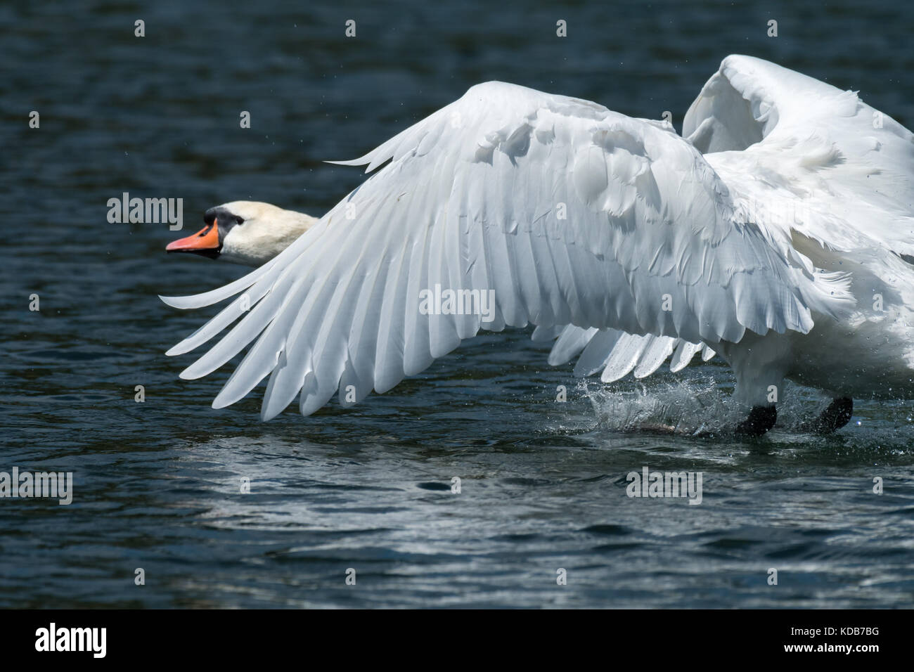 Nahaufnahme von einem höckerschwan (Cygnus olor) Landung auf dem Wasser Stockfoto