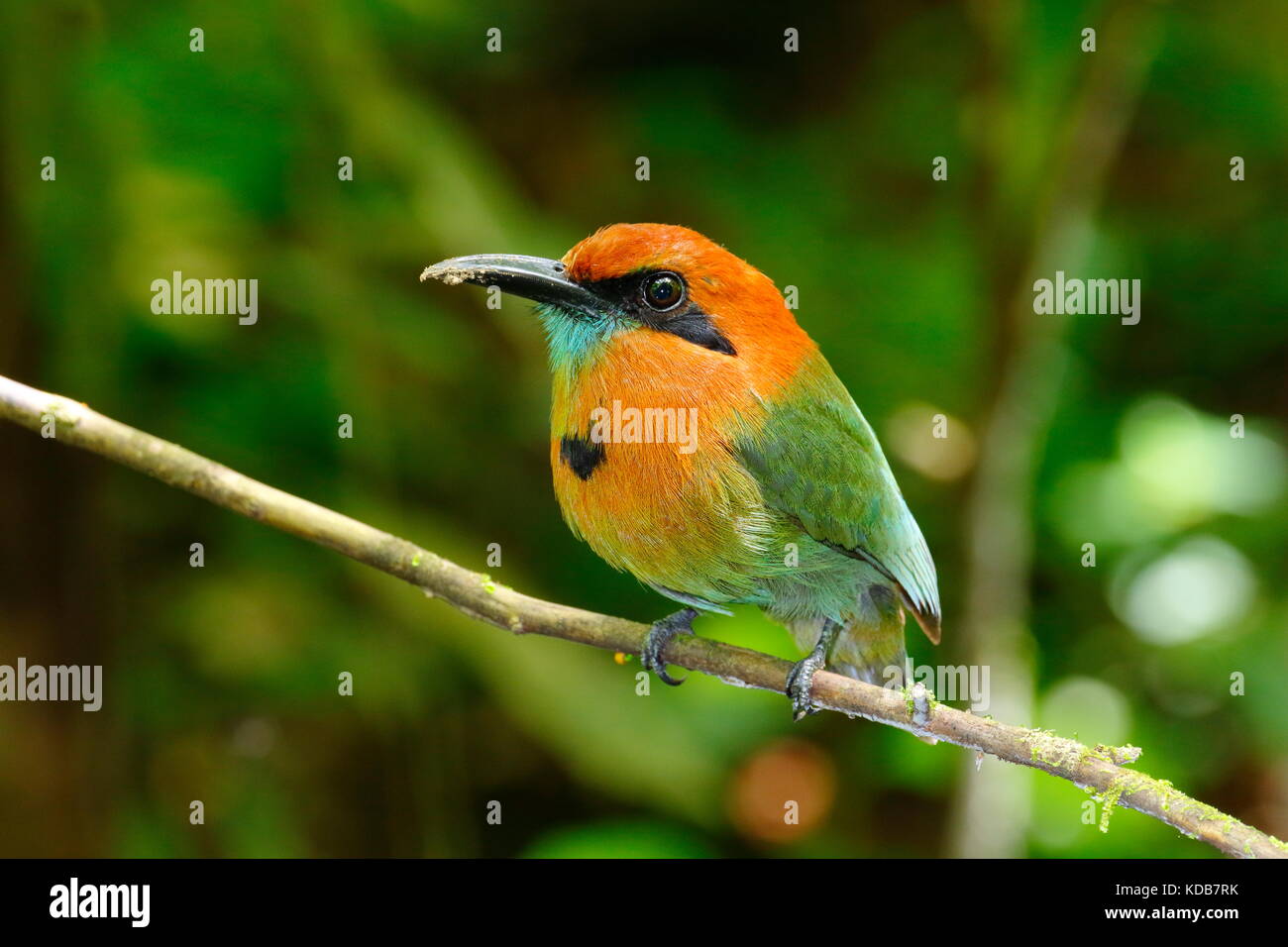 Eine breite in Rechnung gestellt wird, motmot, Elektron platyrhynchum, mit Schlamm im Mund. Stockfoto