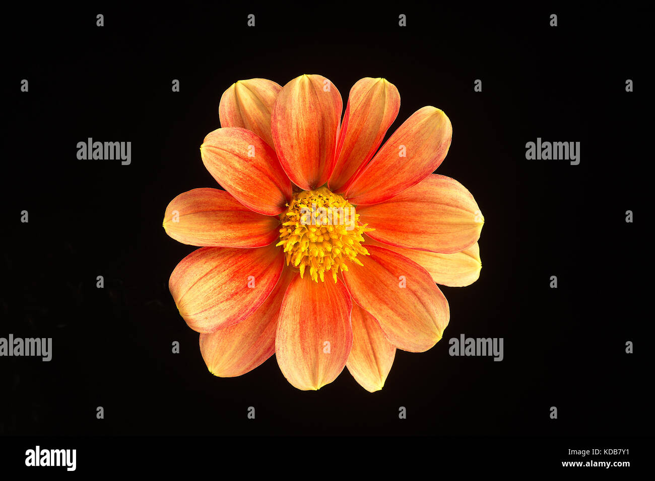 Eine einzelne Blume von einem schönen Dahlie auf schwarzem Hintergrund isoliert. Stockfoto