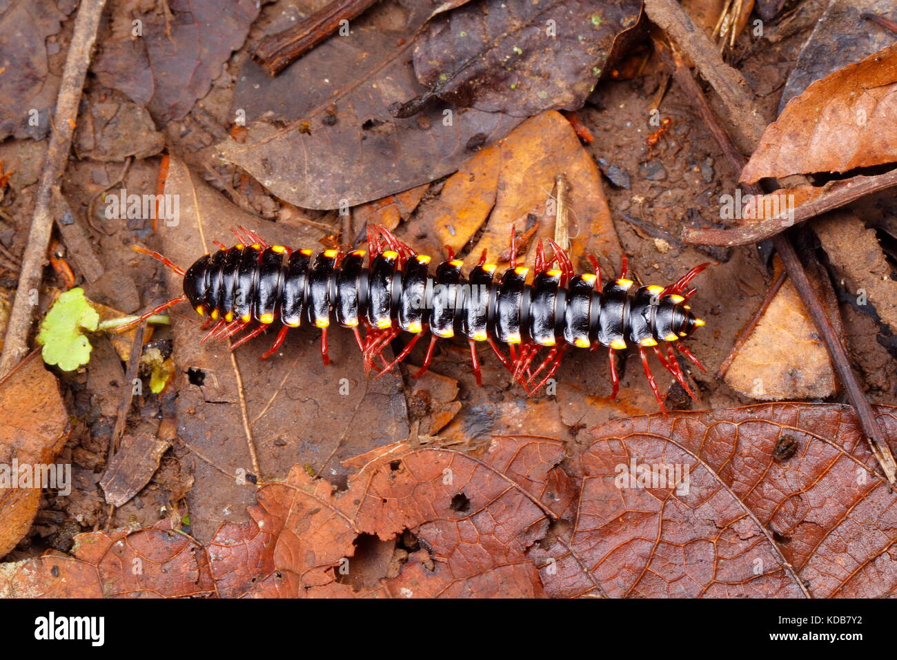 Eine gelbe beschmutzt Tausendfüßler Crawling in Wald Wurf. Stockfoto