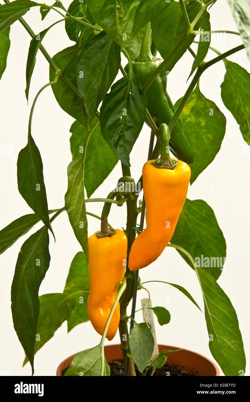 Reife und Unreife orange Paprika wachsen auf einer Anlage in einem Kunststoffbehälter. Stockfoto