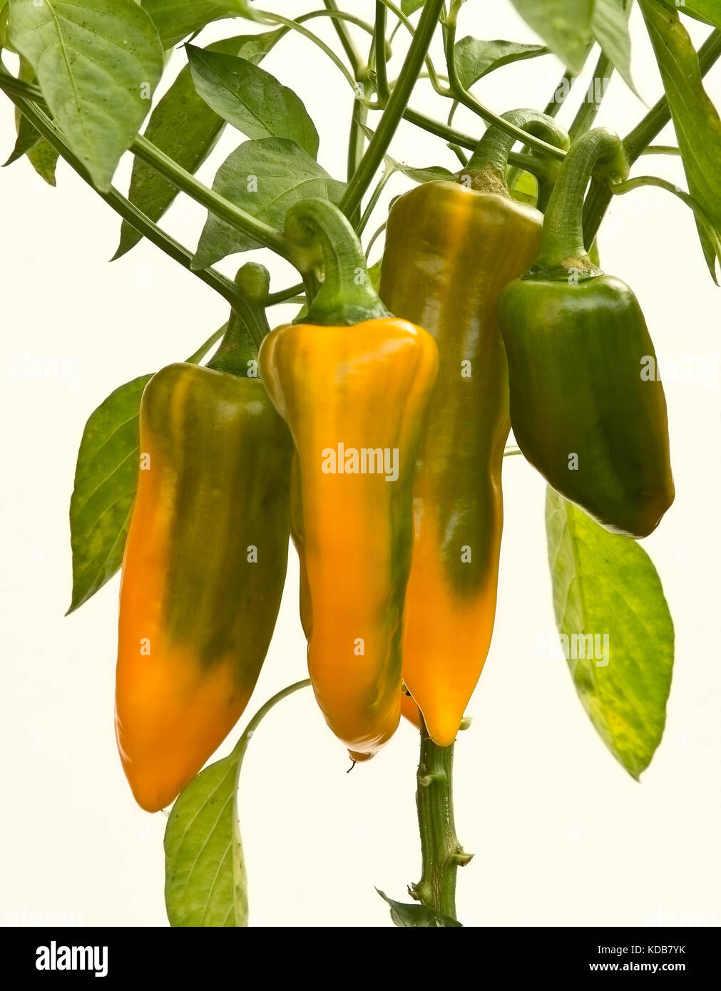 Orange Paprika Reifung auf eine Pflanze in einem Topf aus Kunststoff wächst Stockfoto