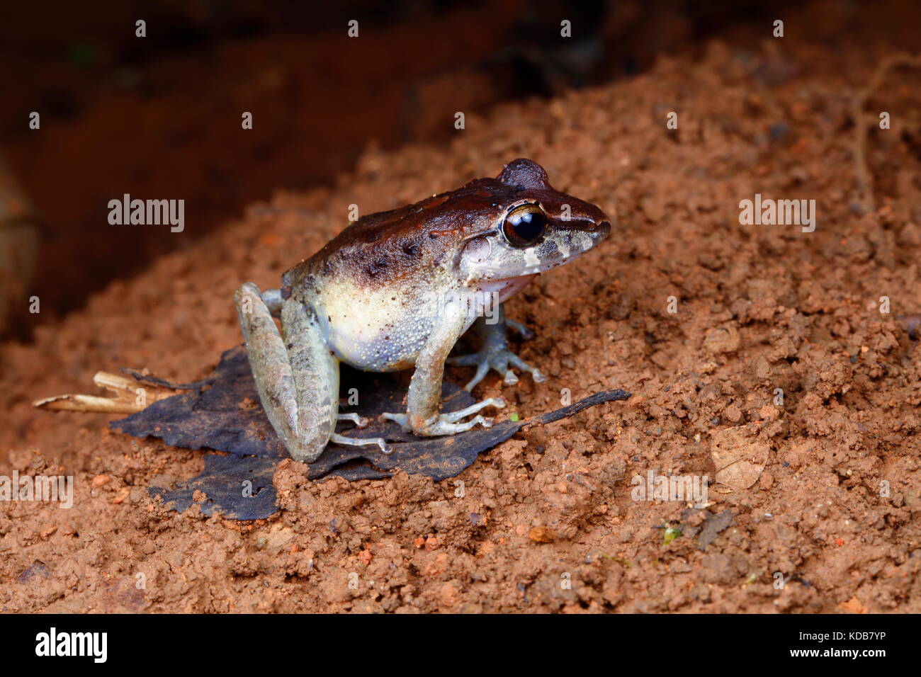 Eine Craugastor Fitzingeri oder gemeinsamen Regen Frosch, hopping auf den Waldboden. Stockfoto