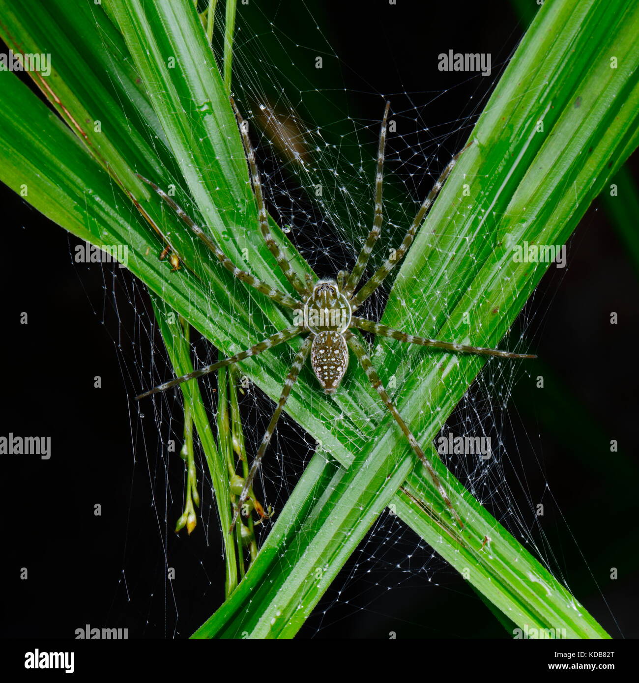 Eine Spinne, Dolomedes Arten, auf einem Webserver in sumpfgras. Stockfoto