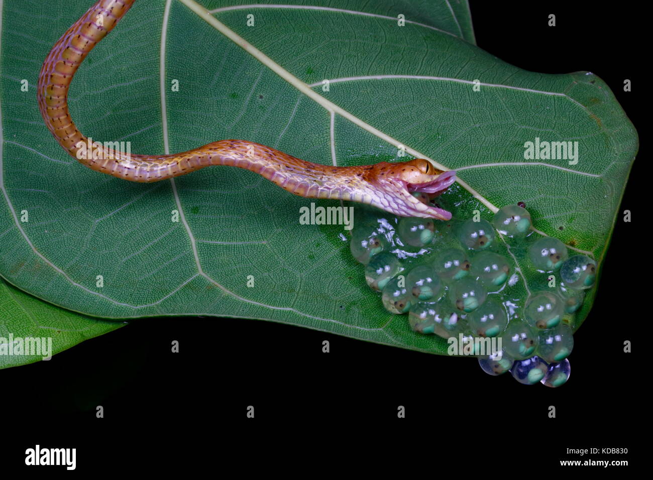 Eine einfache Tree Snake, Imantodes inornatus, schlucken Red Eyed Tree Frog Eier. Stockfoto