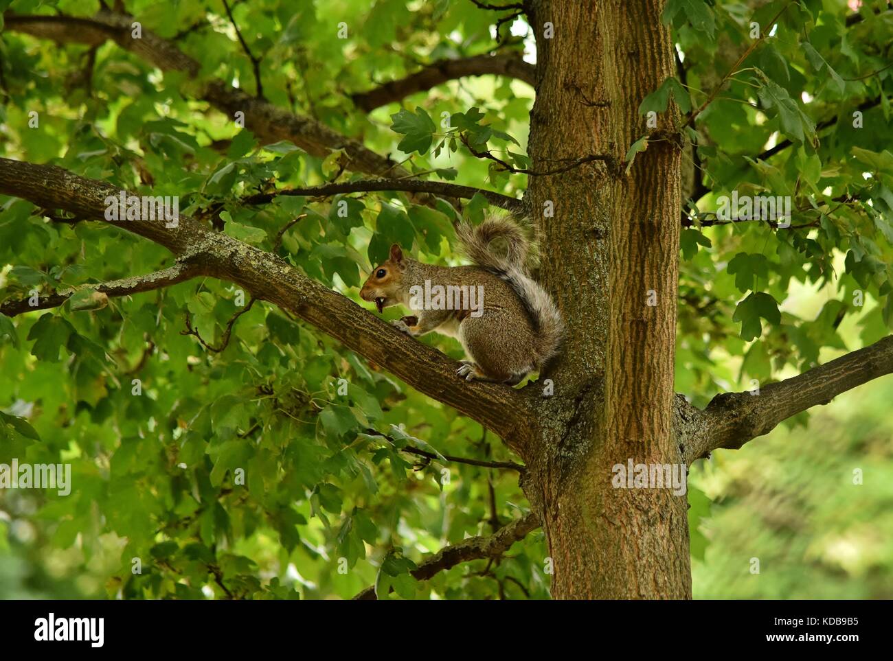 Ein graues Eichhörnchen. Auf einem Zweig eines Baumes in London zu sitzen, während man aß einer Mutter. Das Eichhörnchen kletterte den Baum in einem kleinen Park in einem städtischen Gebiet. Stockfoto