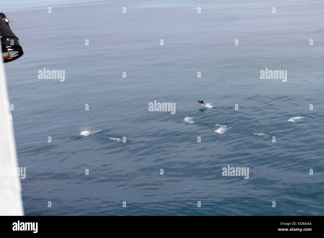Dolphin von Interislander Fähre Cook Strait in Neuseeland gesehen. Stockfoto