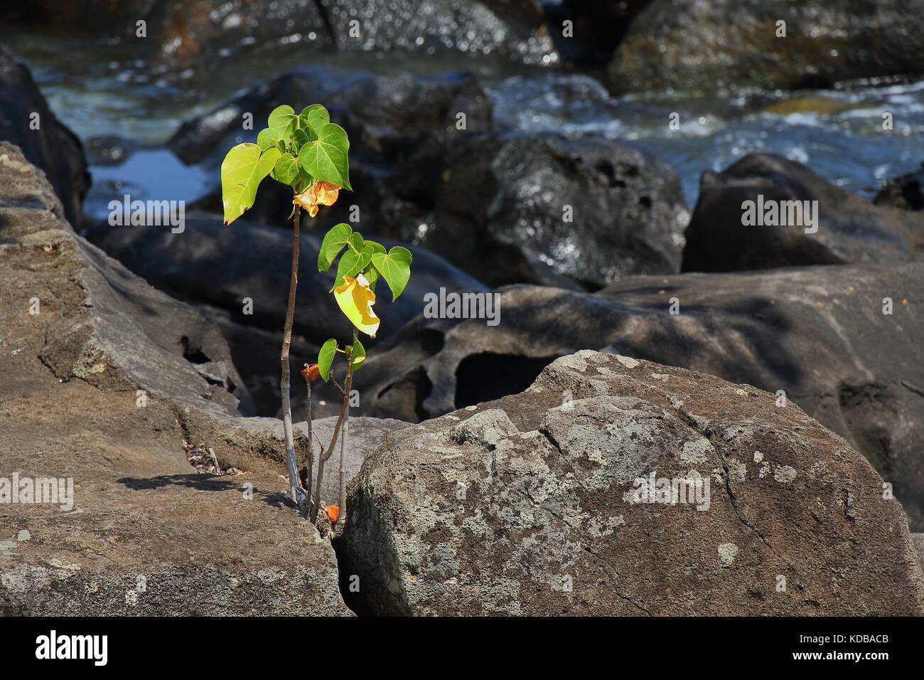 Kleine grüne Pflanze überlebt in einer feindlichen Umgebung wächst auf kargen Felsen am Meer im Querformat. Stockfoto