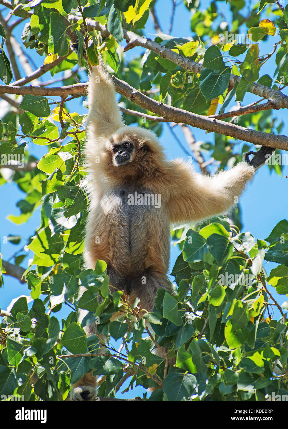 LAR Gibbon auf dem Baum. Hylobates lar. Stockfoto