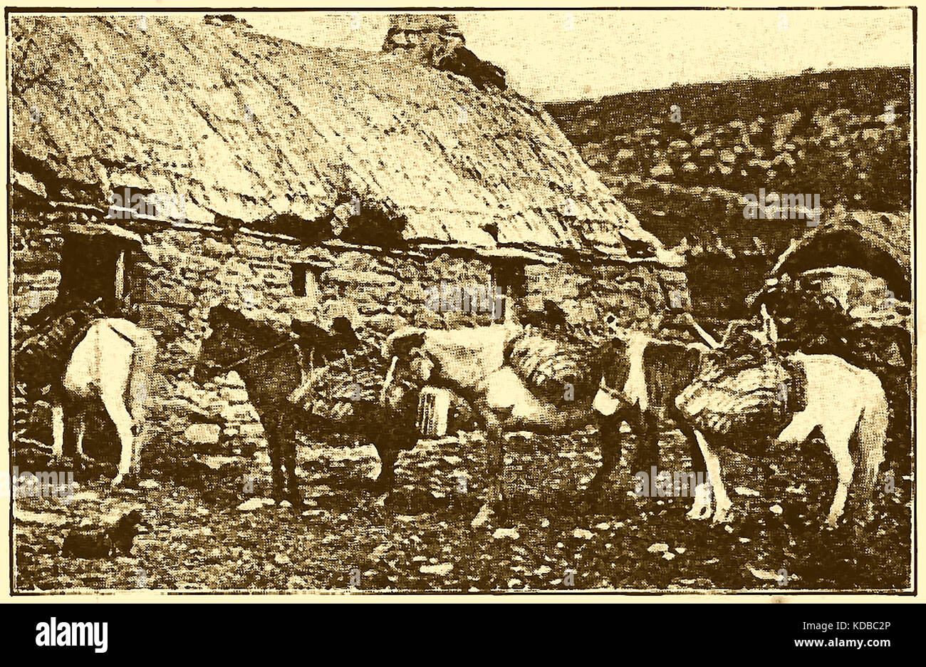 Ein Schottischer Croft und pack Pferde - Shetlandinseln, Schottland 1914 Stockfoto