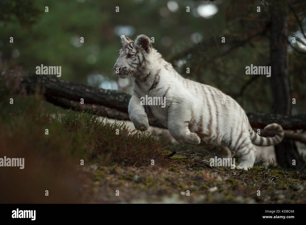 Royal Bengal Tiger / Königstiger ( Panthera tigris ), weiß morph, springen durch das Gestrüpp eines natürlichen Waldes, laufen schnell, verspielt, Tiefpunkt Stockfoto