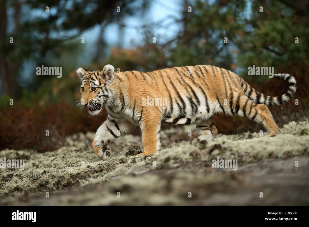 Königlicher Bengaler Tiger / Königstiger ( Panthera tigris ), Spaziergang am Waldrand, in schöner Umgebung, Ganzkörperansicht von der Seite, beeindruckendes Tier Stockfoto