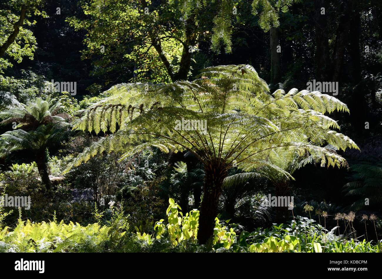 Beleuchtete Farne im Garten Park von Pena Palast von Sintra Portugal Stockfoto