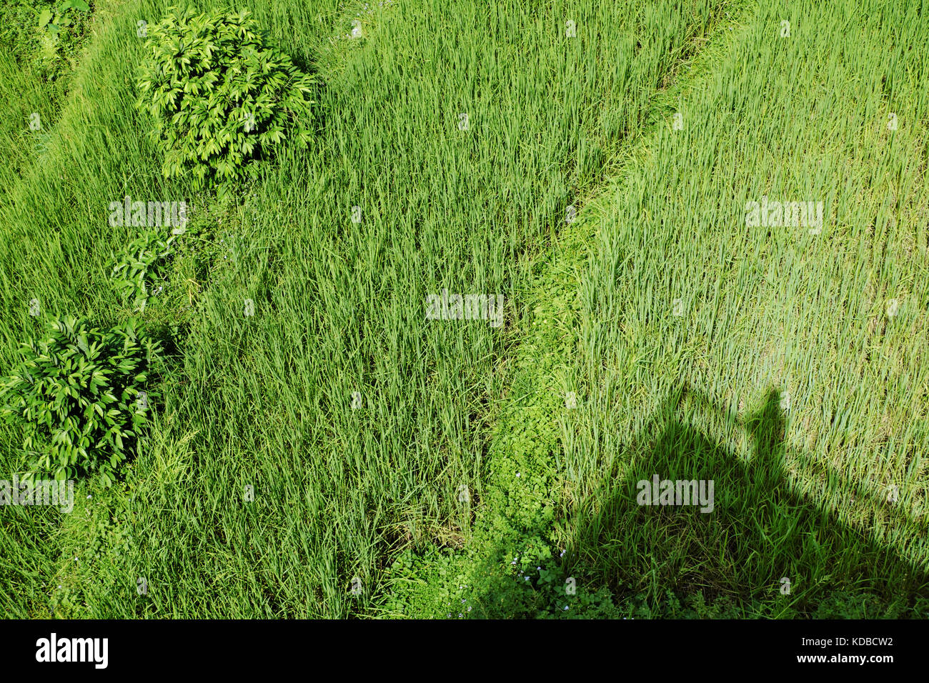 Helle grüne wellenförmige Gras Stockfoto