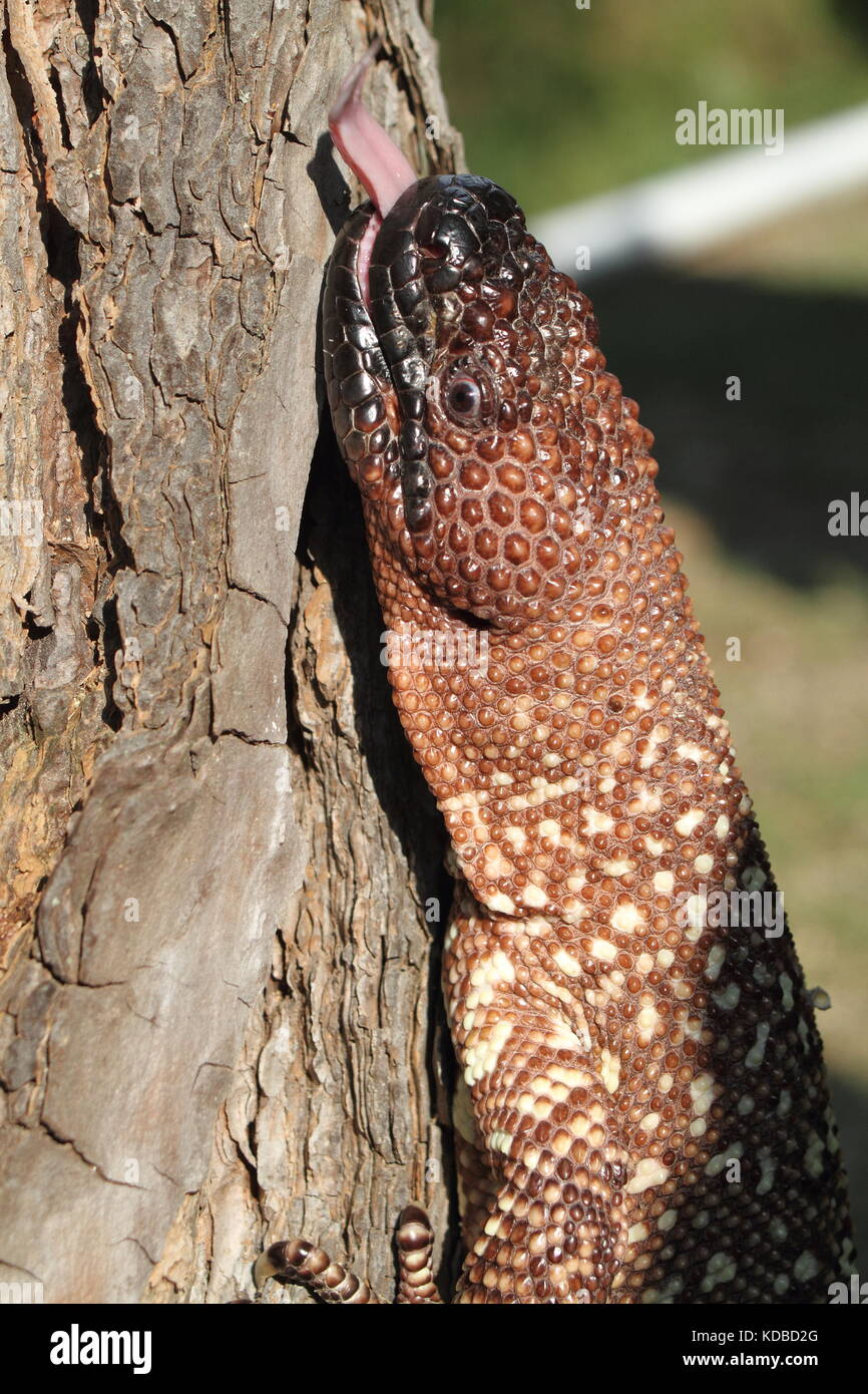 Beaded lizard Stockfoto