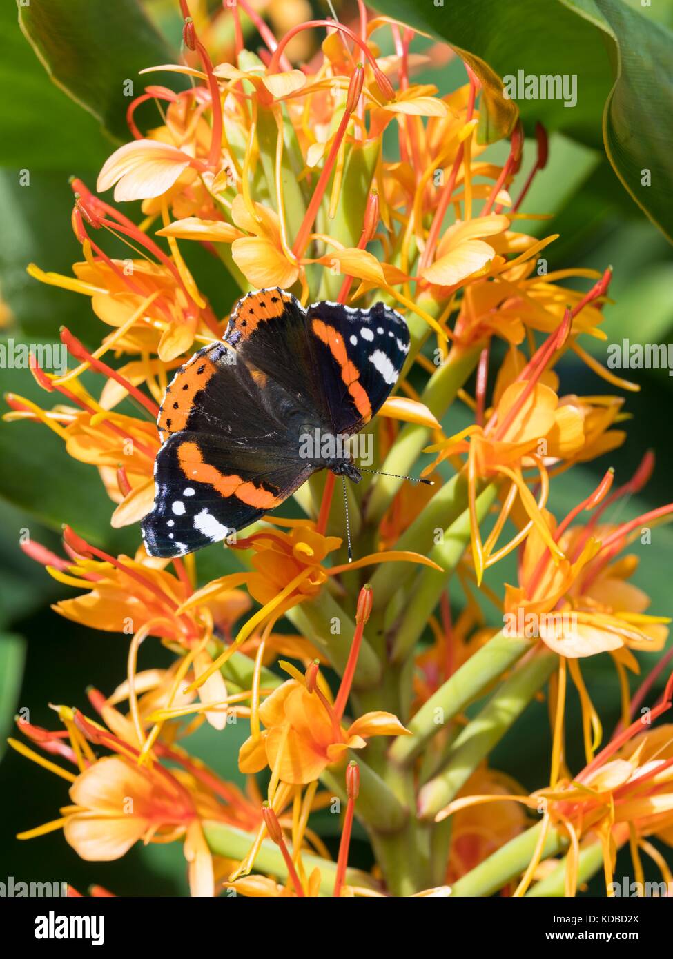 Vanessa atalanta, Admiral, Red Butterfly Fütterung auf Lewisia, Ginger Lily Stockfoto