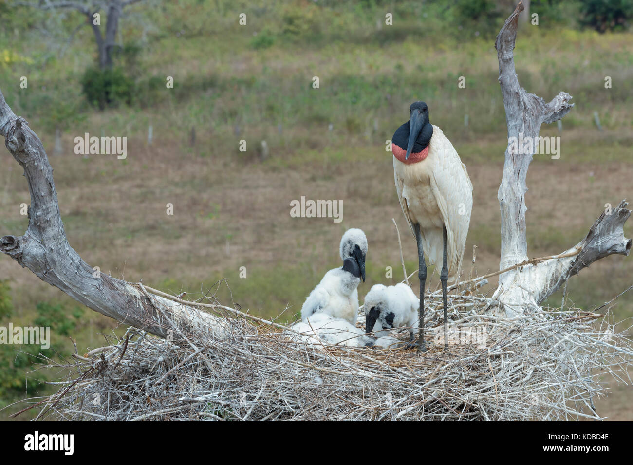 Jabiru (jabiru mycteria) im Nest mit Küken, Pantanal, Mato Grosso, Brasilien Stockfoto