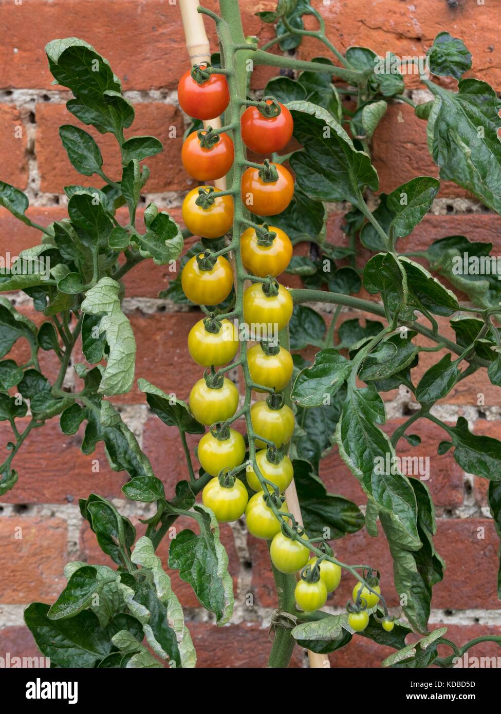 Tomaten, "Cherry Baby'. Stockfoto