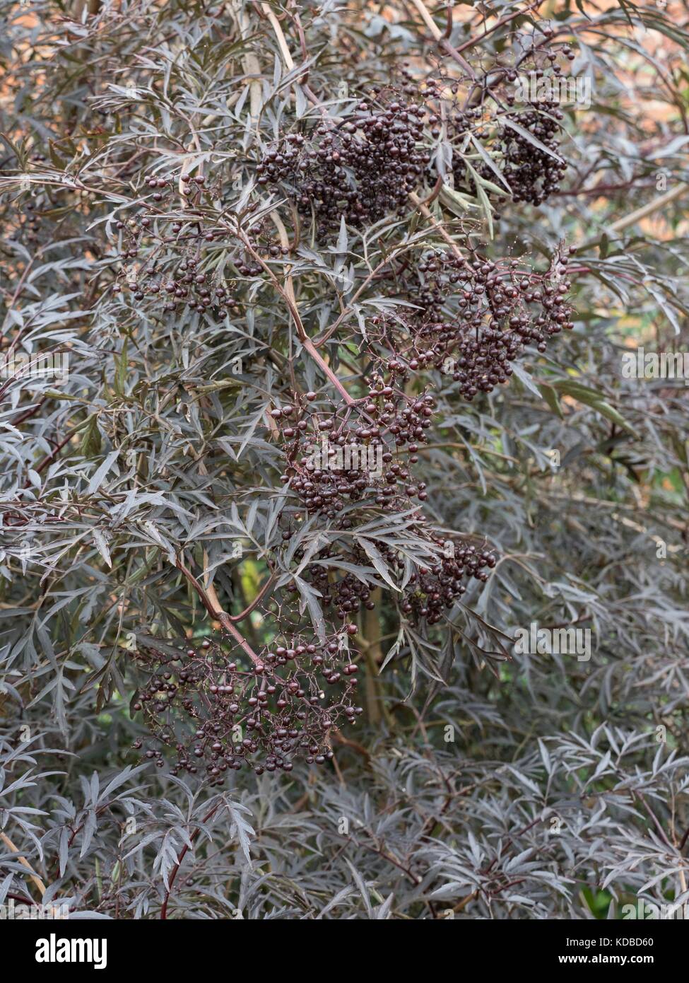 Sambucus nigra f. porphyrophylla 'Black Lace' Stockfoto