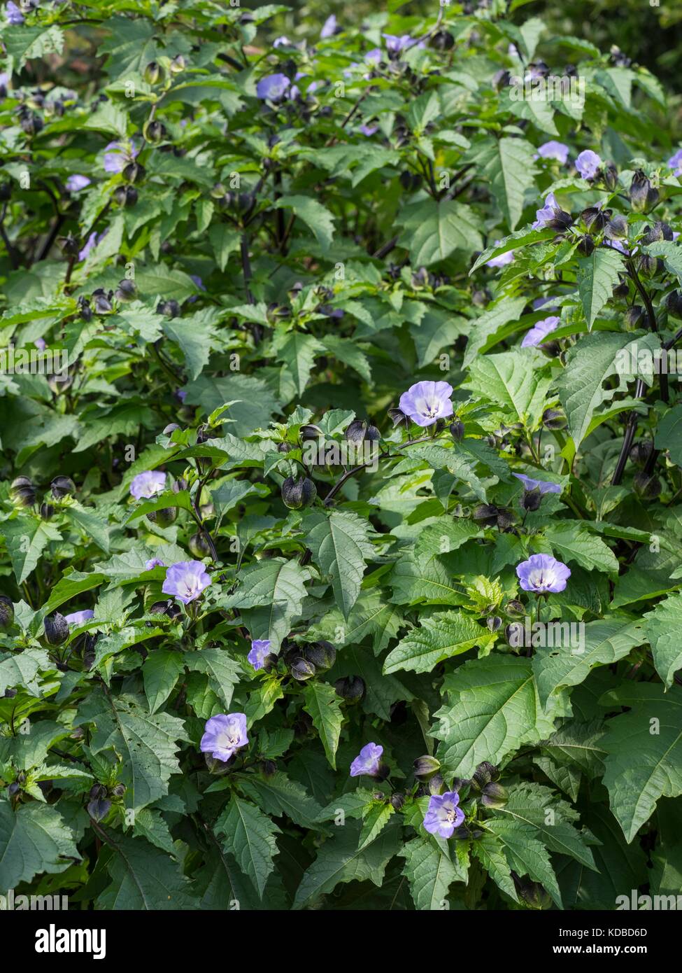 Nicandra physalodes, husch-fly-Anlage. Stockfoto