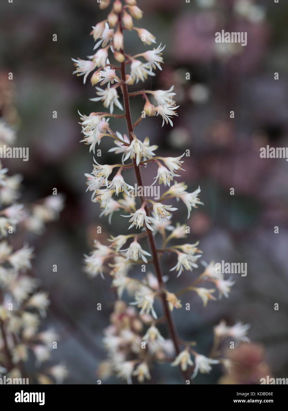 Heucherella 'Risse im Eis" Blumen, Stockfoto