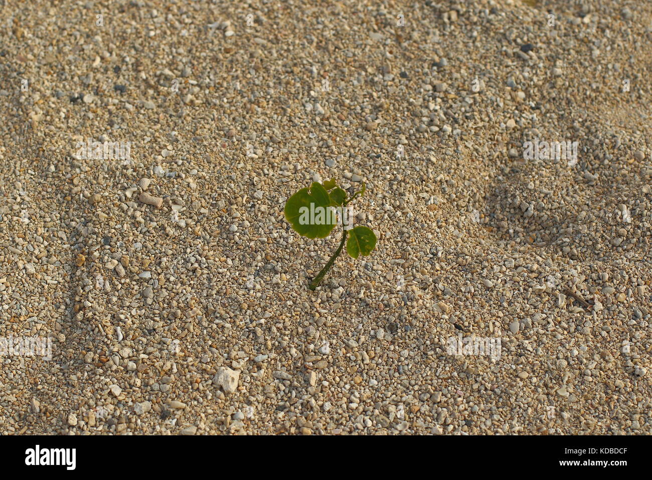 Kleine grüne Pflanze gedeiht in einer scheinbar lebensfeindlichen Stückchen Sand im Querformat mit Kopie Raum Stockfoto