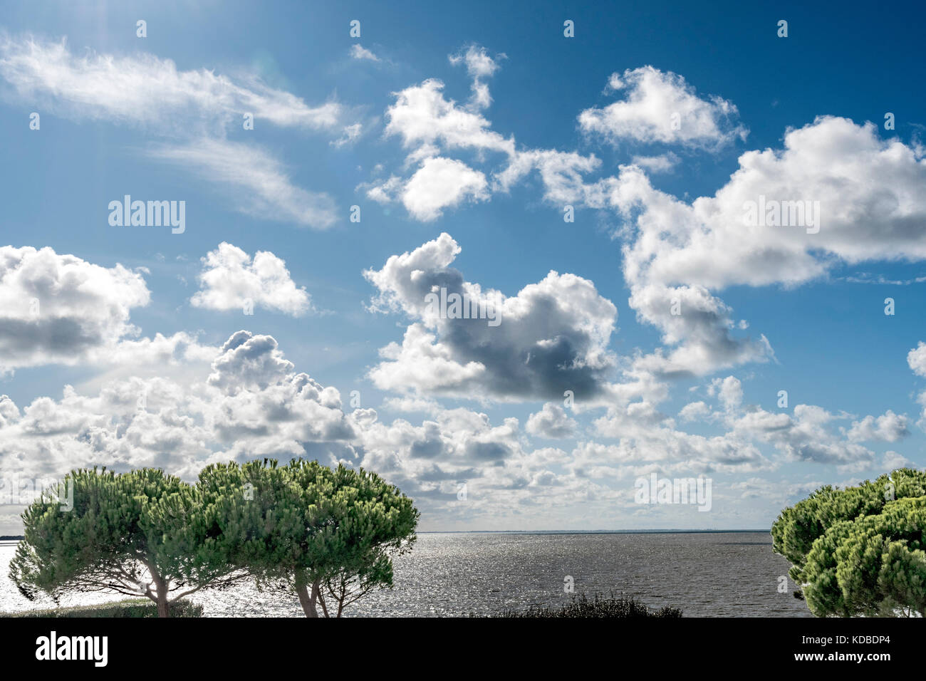 Sonnenschirm Kiefern an der Küste des Atlantiks Stockfoto