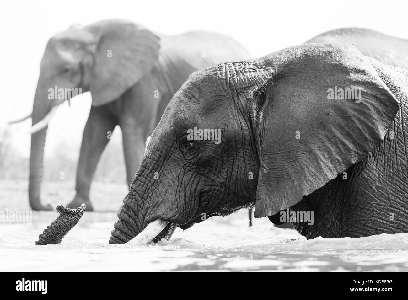 Baden Elefant im Madikwe Game Reserve, Südafrika, 2016 Stockfoto