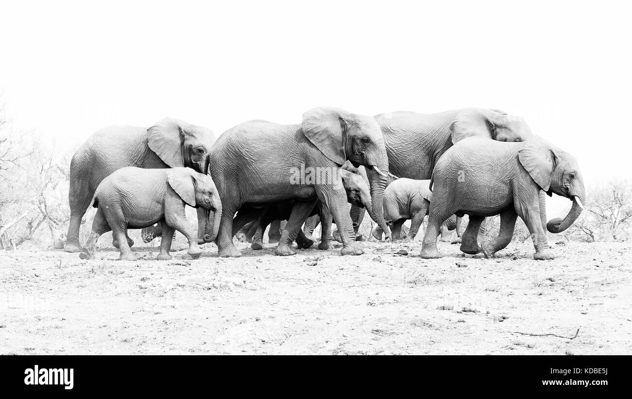 Elefantenherde verlassen Wasserloch in Madikwe Game Reserve, Südafrika, 2016 Stockfoto
