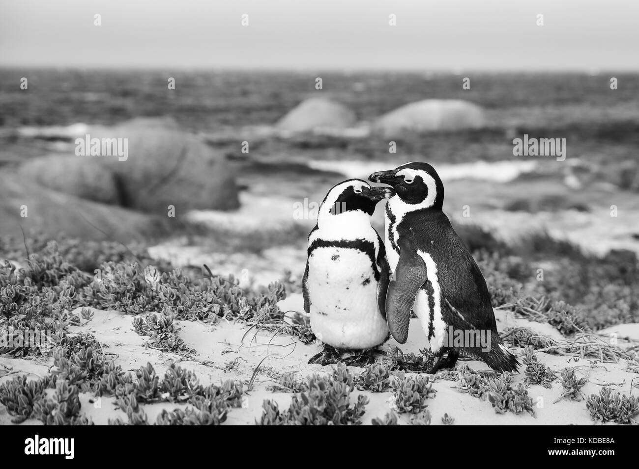 Ein paar der afrikanischen Pinguine am Boulders Beach, Western Cape, Südafrika, 2016 Stockfoto