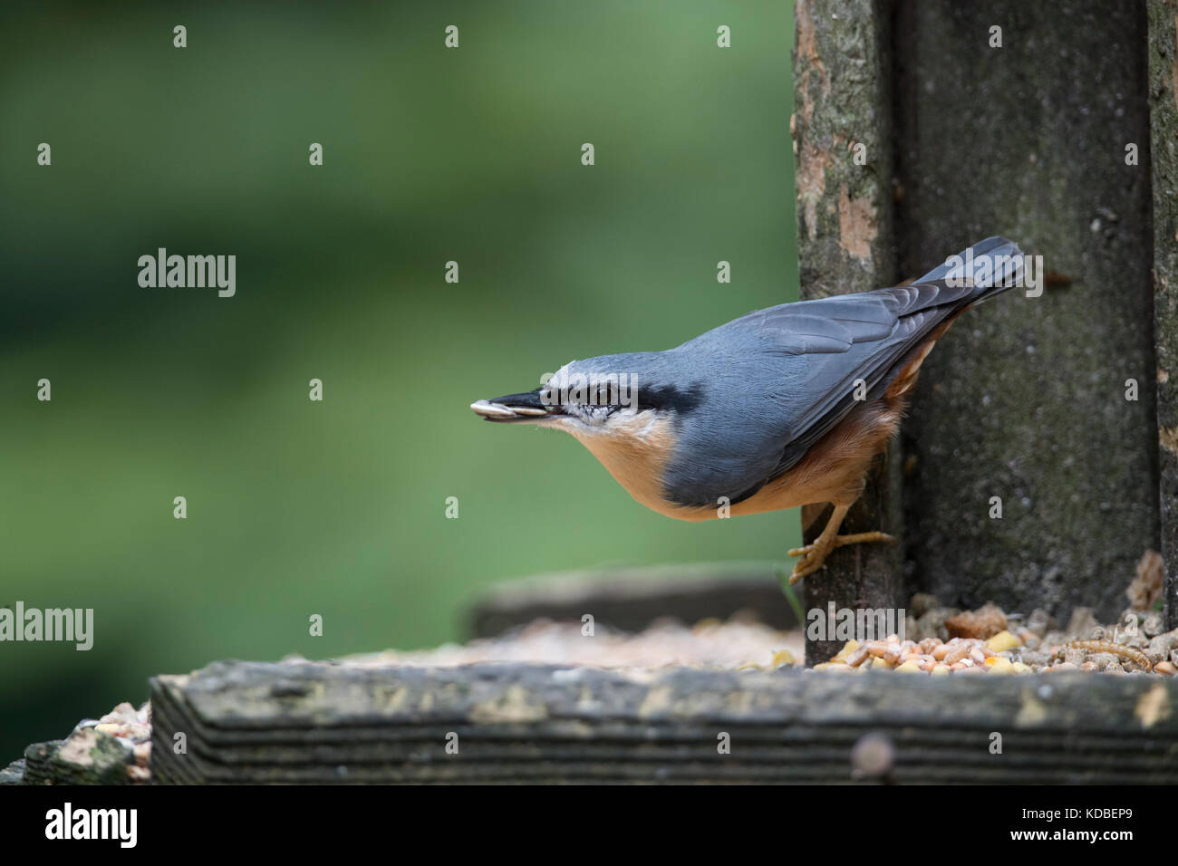 Nuthatch; Sitta europaea Single auf Feeder mit Samen Yorkshire; UK Stockfoto