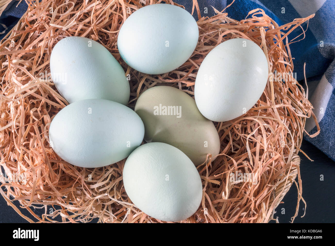 Blaue Eier in einem Strohnest Stockfoto
