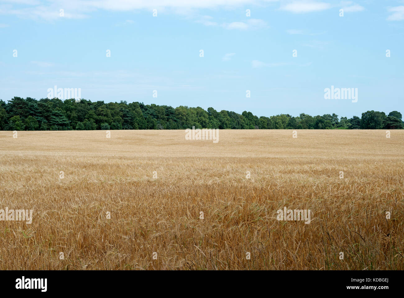 Gerste Getreide Sutton Heide Suffolk UK Stockfoto