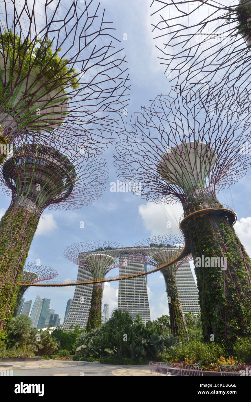 Singapur. 2016/05/20. Der riesige Park "Gardens by the Bay" (101 Hektar), in der Nähe der Marina Bay. Die Supertrees, riesige baumartige Strukturen mit Höhen Stockfoto