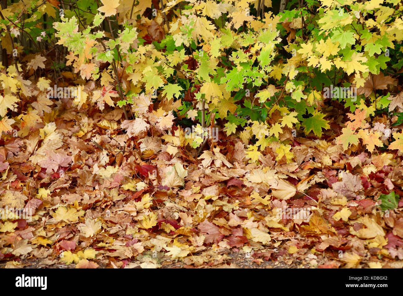 Herbst Änderungen grüne Gesunde Blätter zu einem gelben, braunen und goldenen Teppich auf dem Boden im Kesgrave Suffolk. Stockfoto