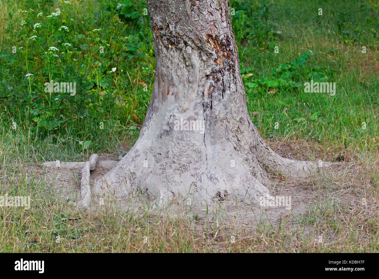 Reiben baum Baumrinde, teilweise abgekratzt und mit getrocknetem Schlamm überzogen nach dem Wälzen von Wildschwein (Sus scrofa) im Wald Stockfoto