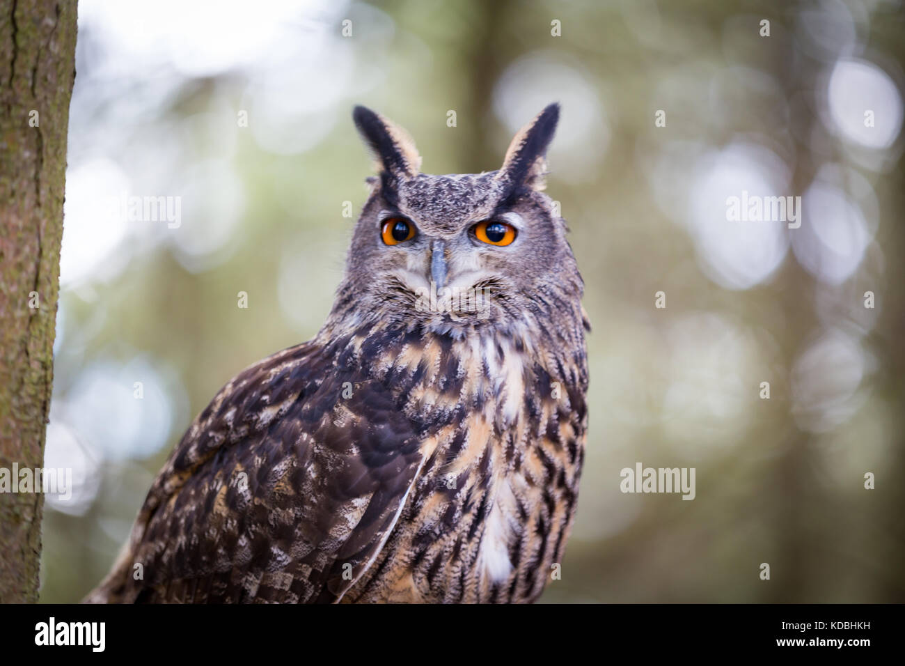 Eurasische Adler-Eule Stockfoto