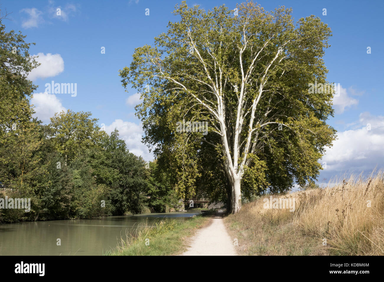 London Platanen am Ufer des Canal du Midi in der Nähe von Carcassonne. Stockfoto