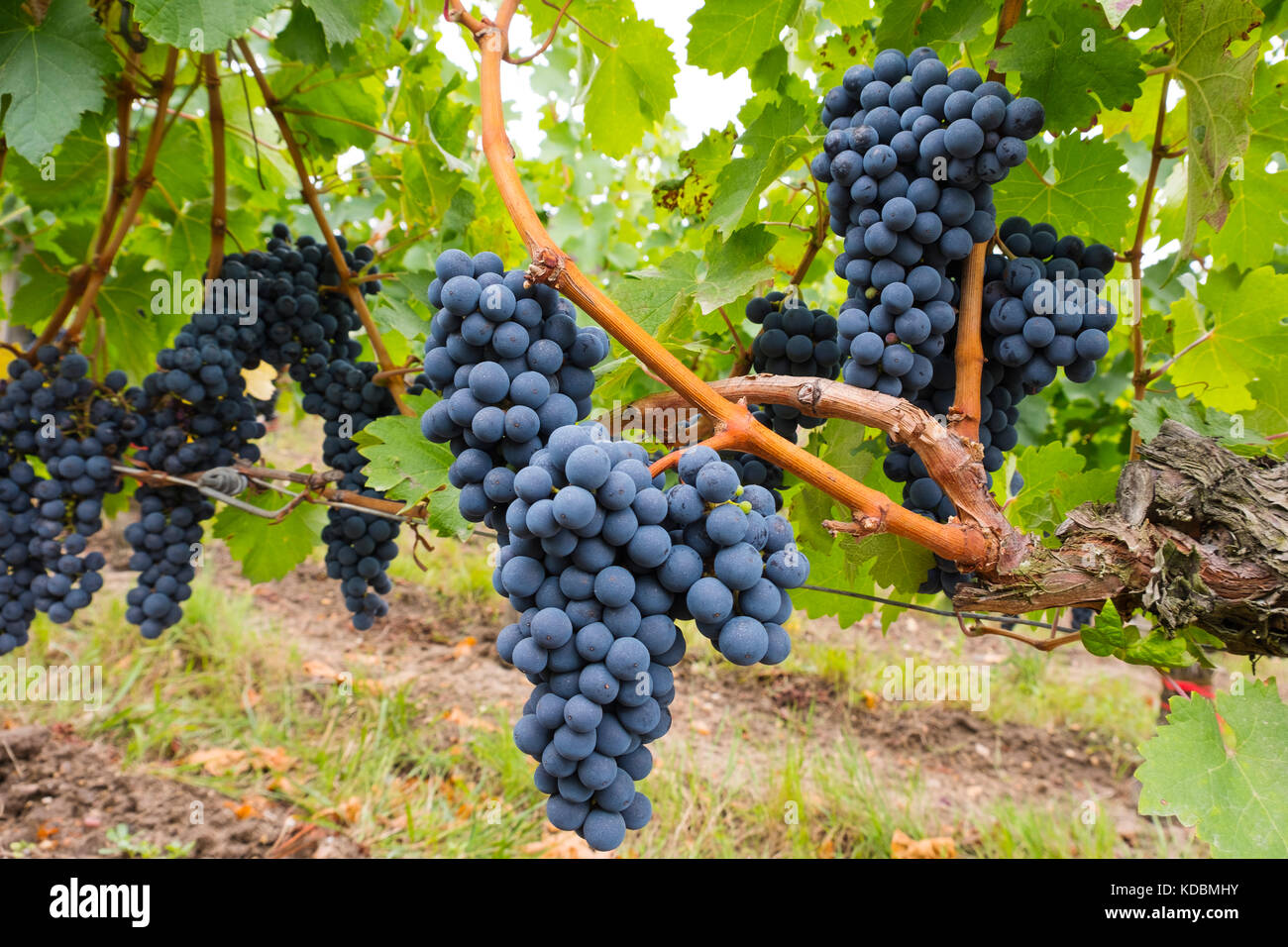 Weinberge. Pomerol. Bordeaux Wein Region. Region Aquitanien, Gironde Abteilung. Frankreich Europa Stockfoto