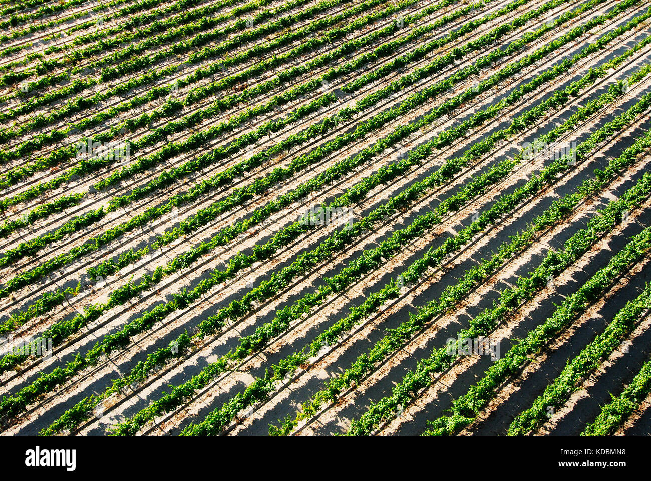 Weinberge in den Weinbauebenen von Comporta. Alentejo, Portugal Stockfoto