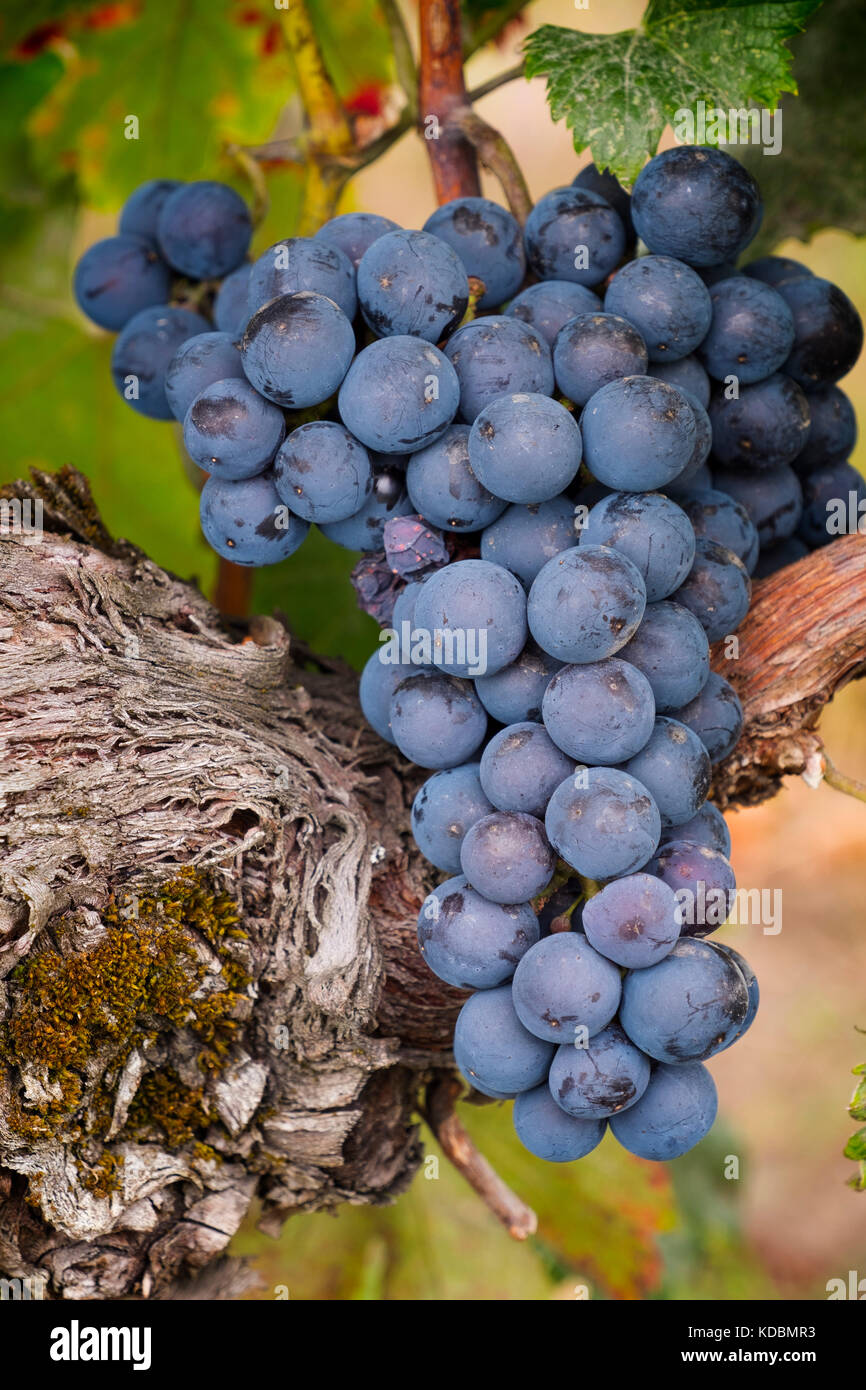 Weinberge. Pomerol. Bordeaux Wein Region. Region Aquitanien, Gironde Abteilung. Frankreich Europa Stockfoto