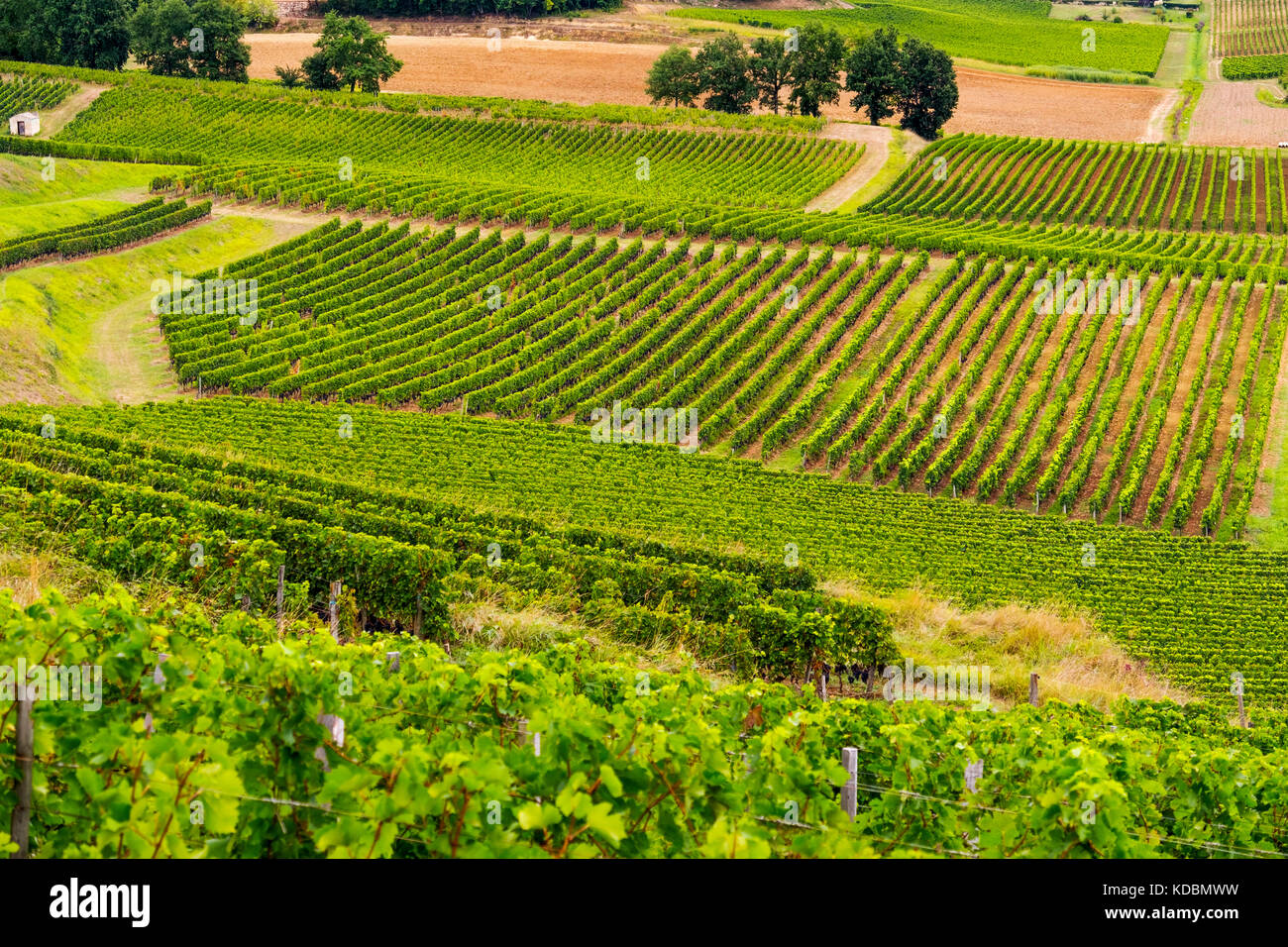 Weinberge. Bordeaux Weinregion. Region Aquitaine, Departamento Gironde. Frankreich, Europa Stockfoto