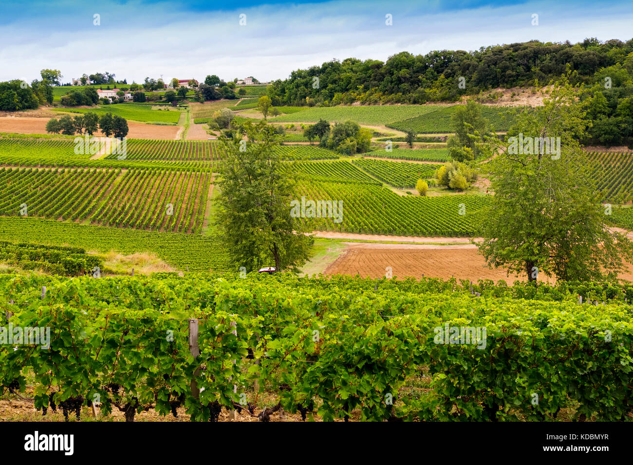 Weinberge. Bordeaux Weinregion. Region Aquitaine, Departamento Gironde. Frankreich, Europa Stockfoto