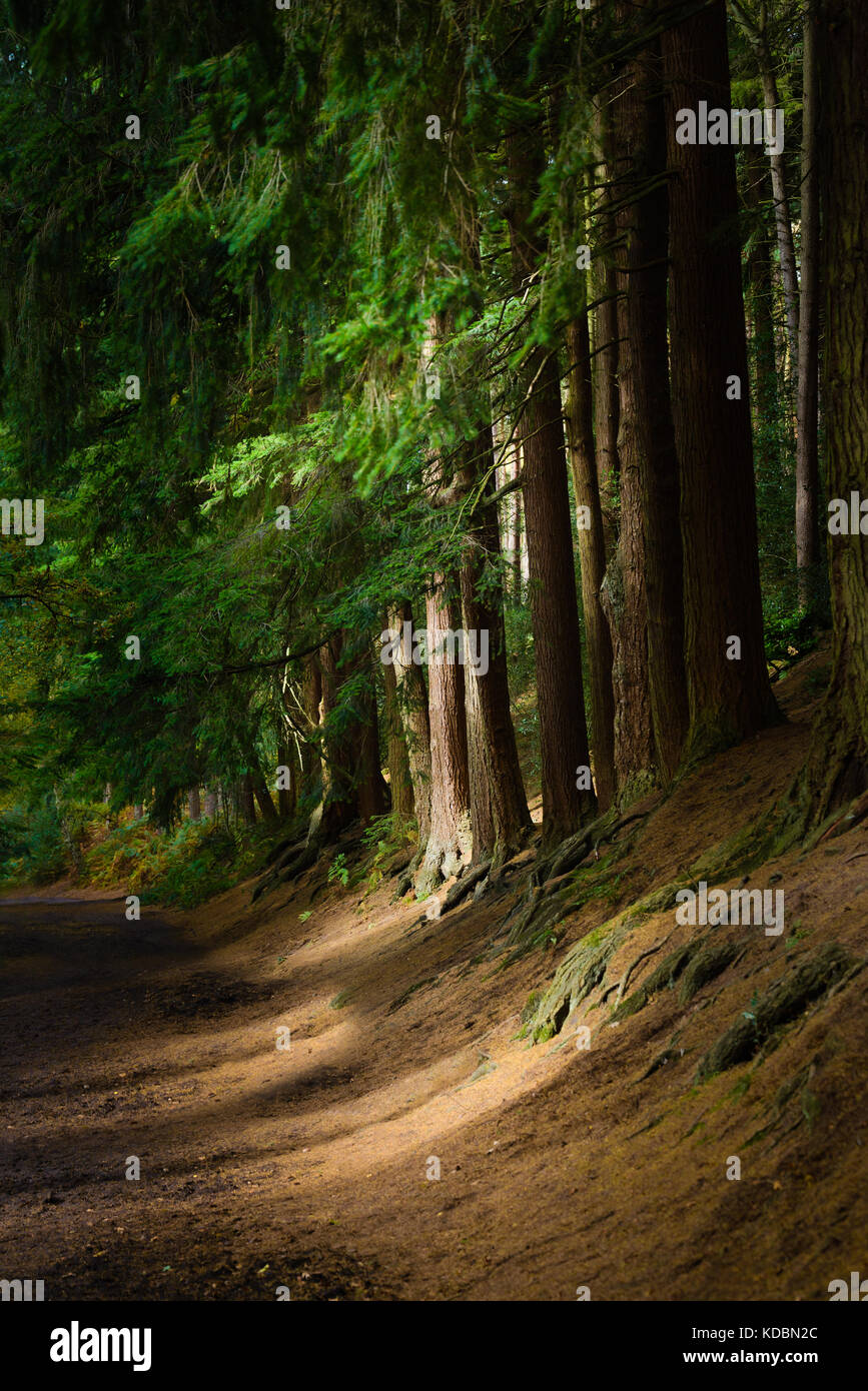 Schönes Licht im Wald oder den Wald Stockfoto